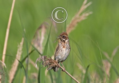 Female Reed Bunting DM1786